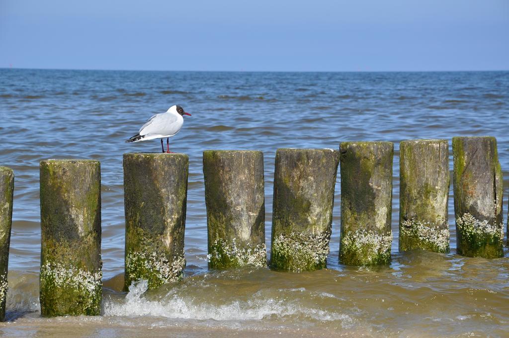 Seetelhotel Nautic Usedom Hotel & Spa Koserow ภายนอก รูปภาพ